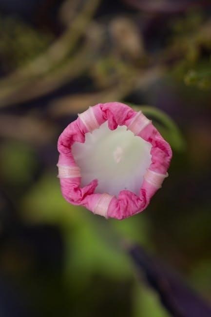 morning glory quilt pattern pdf free